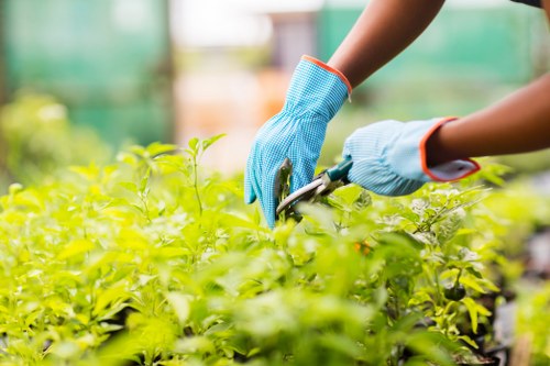 A gardener wearing blue protective gloves is shown pruning or trimming a dense, leafy green shrub in a well-maintained outdoor garden space. The plant has vibrant, healthy foliage with small, bright green leaves. Surrounding the shrub are areas of soil and paved surfaces, suggesting a combination of garden beds and pathways. In the background, there are blurred green structures, possibly garden frames or greenhouse elements, indicating a cultivated outdoor environment. The scene appears to take place during daylight under natural weather conditions, highlighting the natural tones of the garden. This detailed image of garden maintenance aligns with services provided by Landscapers Kentish Town, emphasizing professional gardening and outdoor care that supports sustainable and eco-friendly practices.