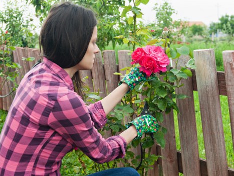 A woman with shoulder-length dark hair, wearing a pink and purple checkered shirt and brightly coloured gardening gloves, is crouched down in a garden near a wooden fence. She is carefully pruning or tending to a flowering shrub with vibrant pink blossoms. The garden features a lawn with dense, evenly cut grass, surrounded by various green plants and small trees, indicating a well-maintained outdoor space typical of residential gardens in Kentish Town. In the background, there are leafy trees and additional garden beds, suggesting a lush, landscaped yard. The weather appears mild and overcast, providing soft, natural light that highlights the natural tones of the plants and the wooden fence. This scene exemplifies professional garden maintenance and planting services, with a focus on nurturing flowering plants and maintaining a tidy, attractive outdoor environment. Landscapers Kentish Town could support such gardening projects to enhance local garden aesthetics and plant health.