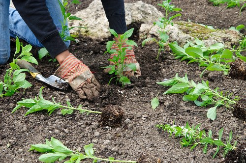 Selection of native plants suitable for Kentish Town landscaping