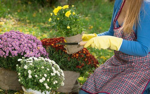 A gardener wearing a blue long-sleeved shirt, yellow gardening gloves, and a red and black checkered apron is trimming a small shrub in a well-maintained garden. The garden features a lush green lawn in the foreground, with a variety of flowering plants including purple, white, and red blooms arranged in neat flower beds. In the background, there are mature trees and hedges, suggesting a landscaped outdoor space typical of outdoor gardening and landscaping services in the Kentish Town area. The scene is set under natural daylight, indicating clear weather conditions. The gardener’s focus on plant care and the tidy arrangement of the garden plants reflect professional gardening work aimed at enhancing outdoor environments, suitable for a landscaping company like Landscapers Kentish Town.