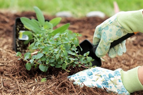 A gardener wearing light green gloves is planting a small shrub or flowering plant into the soil of a prepared garden bed. The plant features numerous green leaves and appears to be healthy. Surrounding the planting area are dark, nutrient-rich soil and mulch, with a garden or outdoor space visible in the background that includes a grassy area. The scene is set outdoors in natural daylight, likely during mild weather conditions. This image demonstrates typical garden maintenance activities, such as planting and soil preparation, which are part of the gardening services offered by landscapers in Kentish Town, supporting the overall landscape and outdoor environment.