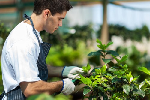A young male gardener wearing a white t-shirt, striped apron, and gardening gloves is tending to a lush, green hedge in a bright outdoor garden setting. The hedge comprises dense, healthy foliage with glossy, vivid green leaves, and is situated along the edge of a paved pathway. The background features additional garden plants, including trees and flower beds, under natural daylight with a slightly blurred effect to focus on the gardener's detailed work. The scene suggests professional gardening or landscaping activities typical of a residential or community garden in Kentish Town, with emphasis on plant health and maintenance. This image supports gardening services such as hedge trimming, plant care, and outdoor landscape upkeep offered by Landscapers Kentish Town, contributing to the natural beauty and organized appearance of outdoor spaces.