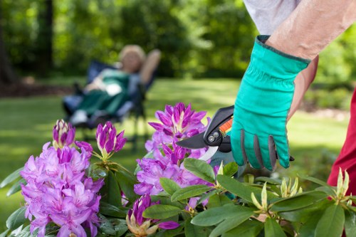 A close-up view of a gardener's gloved hand using pruning shears to trim vibrant purple and pink rhododendron flowers with green leaves in the foreground. In the background, there is a well-maintained lawn with lush grass, a paved pathway, and a blurred outdoor garden scene featuring trees and shrubbery, typical of a landscaped outdoor space in Kentish Town. The natural lighting suggests a bright, possibly sunny day, highlighting the healthy, cultivated garden environment that Landscapers Kentish Town maintains as part of their gardening services focused on outdoor garden care and maintenance.