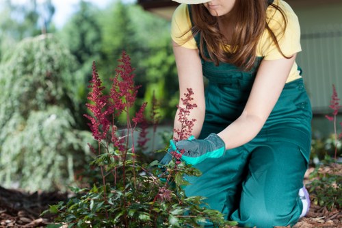 A woman wearing a yellow top and teal gardening overalls is kneeling in a landscaped garden, carefully tending to a plant with pinkish-purple flowers and green foliage. The garden features a neatly maintained lawn, flower beds bordered by soil and mulched areas, and a paved patio section visible in the background. Beyond the garden, there are lush green trees and shrubs, contributing to a vibrant outdoor environment. The scene is set in natural daylight, suggesting a mild weather condition suitable for gardening activities. This setting exemplifies tidy and accessible outdoor spaces typically cared for by professional landscapers in Kentish Town, focusing on lawn maintenance, plant care, and garden aesthetics. The woman’s use of gloves highlights attention to safety and proper gardening practices, reflecting the standards of services provided by Landscapers Kentish Town.