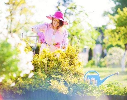 In the outdoor garden space, a woman wearing a pink sunhat, pink gardening gloves, and a light pink shirt is tending to a yellow flowering shrub or border plant. She is using a small hand tool, possibly pruning shears, to carefully trim or shape the plant. The garden features a variety of elements including a lush, green lawn area in the foreground, and other shrubbery and flowering plants in the background. There are mature trees with sunlight filtering through their leaves, creating a bright and pleasant atmosphere. A blue watering can is positioned on the grass, nearby, indicating ongoing garden maintenance. The garden appears well-maintained with healthy, vibrant plants and a neatly arranged layout, typical of professional gardening services in the Kentish Town area. The natural lighting enhances the colours of the flowers and foliage, adding to the overall sense of a clean, organized outdoor space suitable for outdoor landscaping or gardening improvements by Landscapers Kentish Town.