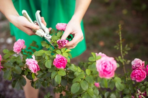 A person wearing a green top is pruning a flowering pink rose bush in a garden with garden shears. The rose bush has several clusters of vibrant pink blooms and lush green leaves, situated in a well-maintained outdoor space. The garden features a mix of flower beds, with visible soil and mulch around the plants. In the background, a small, upright plant with thin stems and sparse leaves can be seen, indicating the garden is in early or mid-growth phases. The lighting suggests a mild, overcast day with diffused natural light, contributing to a clear yet soft view of the plants. This scene exemplifies typical garden maintenance activities and reflects the type of outdoor work facilitated by professional gardening services like those offered by Landscapers Kentish Town, emphasizing proper plant care and garden aesthetics within a residential setting in London.