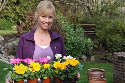 A smiling woman with blonde hair, dressed in a purple jacket and white top, is standing in a garden holding a tray of vibrant potted primroses in shades of pink, yellow, and white. The garden features a well-maintained green lawn, with a backdrop of lush shrubs, small trees, and flowering plants. To her right, there are two empty terracotta plant pots placed on the grass, and there are stone steps leading up through the hedge in the background, indicating a landscaped outdoor space. The scene is outdoors during daylight with natural light illuminating the garden, showcasing the natural textures of the grass, foliage, and flower colors, which are typical elements of residential garden maintenance and planting services offered by Landscapers Kentish Town in the local area.