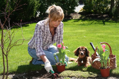 A woman with blonde hair, wearing a plaid shirt, blue jeans, and gardening gloves, is kneeling on a well-maintained lawn in a backyard garden in Kentish Town. She is planting or tending to tulip bulbs in a small flower bed bordered by dark soil and vibrant green grass. Nearby, there are two pots with blooming pink tulips, a woven basket containing additional flowers, and a mannequin-like dog sitting on the grass, observing her activities. The garden features a lush hedge in the background, providing privacy, and tall trees that cast dappled sunlight across the scene. The overall environment appears bright and clear, indicating a fair-weather day suitable for outdoor gardening, with natural tones of green, brown, and pink enhancing the outdoor's inviting atmosphere. This scene naturally aligns with gardening and landscaping maintenance services, as offered by Landscapers Kentish Town, emphasizing local outdoor space care and flower planting activities.