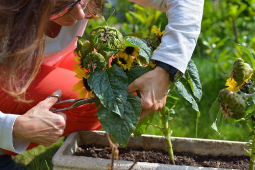 A close-up view of a gardener's hands pruning a lush sunflower plant in a landscaped garden, with bright green leaves and yellow flowers visible. The gardener wears a white long-sleeved shirt and black wristwatch, working carefully amidst a backdrop of well-maintained grassy areas and other garden plants. The scene is set outdoors under natural daylight, highlighting the healthy, vibrant foliage and the detailed texture of the sunflower's large leaves and stems. This detailed horticultural activity supports landscaping and gardening services offered by Landscapers Kentish Town, emphasizing their expertise in plant care and outdoor garden maintenance in the local Kentish Town area near N7 postcode, contributing to the aesthetic and environmental quality of residential gardens.